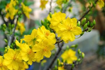 SỰ TÍCH CÂY MAI VÀNG NGÀY TẾT