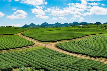DU LỊCH MỘC CHÂU - SƠN LA - ĐIỆN BIÊN - LAI CHÂU - SA PA - LÀO CAI - LŨNG PÔ