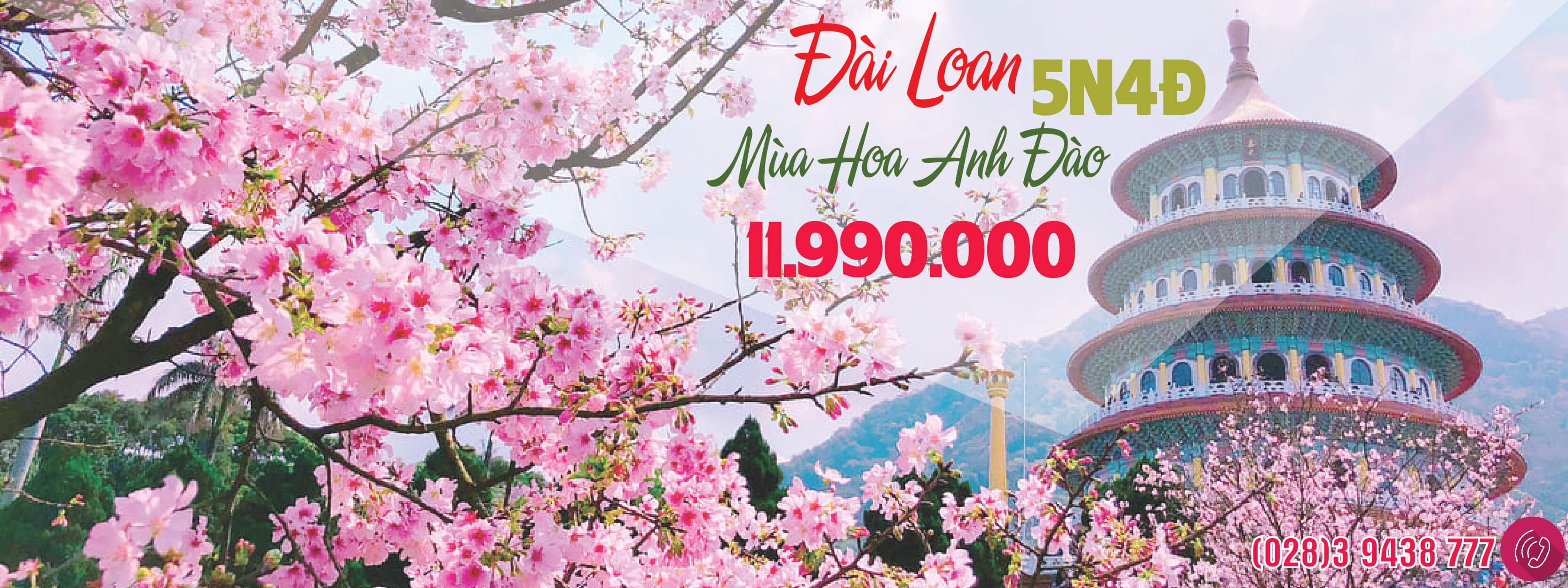 HOA ANH ĐÀO ĐÀI LOAN