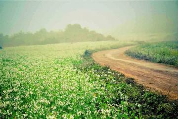 NGÀY 02: MAI CHÂU – MỘC CHÂU – THÁC DẢI YẾM (Ăn sáng, trưa, chiều)