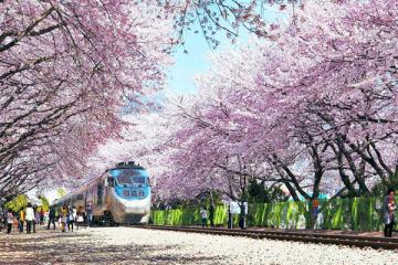 NGÀY 3: SEOUL - ĐẢO NAMI - NANTA SHOW (Ăn sáng, trưa, tối)