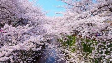 NGÀY 4 (03/04): KANAZAWA - SHIRAKAWAGO - TAKAYAMA - NAGOYA