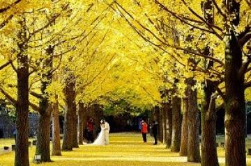 SEOUL – ĐẢO NAMI